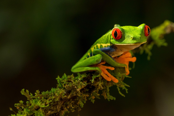 Vibrant frog on a tree branch